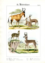 Afrikanische Wiederkäuer der Savanne