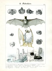 Fledermäuse und ihre Anatomie