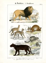 Große Katzen und kleine Katzenarten