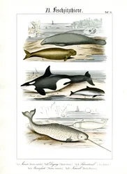 Meeressäugetiere und ihre anatomischen Merkmale