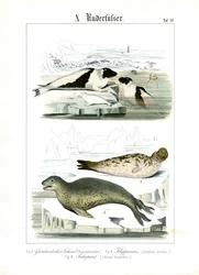 Robben der arktischen Gewässer