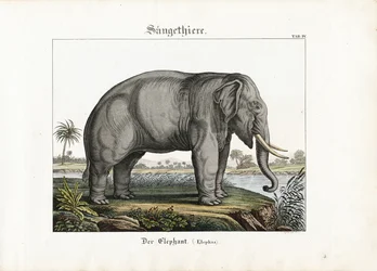 Afrikanischer Elefant