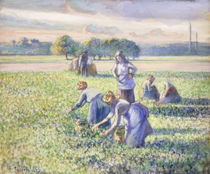 Die Ernte der Erbsen, 1887