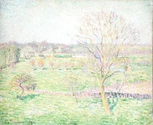 Ein Feld mit einem Walnussbaum im Frühling