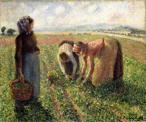 Erbsenernte, Eragny, 1893