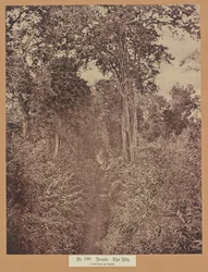 Nr. 120. Rangoon. Tiger Alley