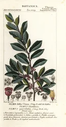 Chinesische Ulme oder Rindenulme, Ulmus parvifolia, Ulmus chinensis, Olmo della China