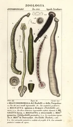 Fischegel und Süßwasseregel: Branchiobdellida 1, Pontobdella spinosa 2, Whitmania laevis 3, Hirudo vittata 4, Piscicola geometra 5, Ichthyobdella geometra 5, Geobdella trochetii 6