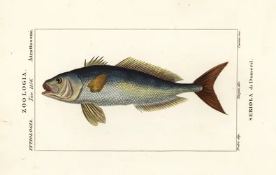 Großer Bernsteinfisch, Seriola dumerili, Seriola di Dumeril