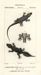 Hausgecko, Hemidactylus frenatus 1, und Breitblättriger Gecko, Phyllurus platurus 2