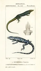 Dschungelläufer, Ameiva ameiva, Lucertola ameiva 1 und Goldteju, Tupinambis teguixin, Salvaguardia d