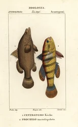 Nilbarsch, Lates niloticus, und Schläferfisch oder Gründling, Ophiocara macrolepidota