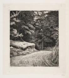 Der Weg im Tannenwald