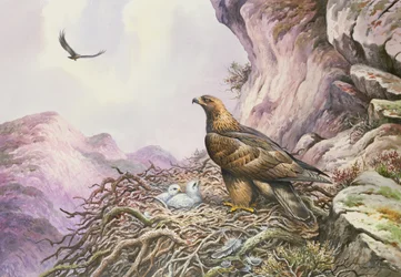 Steinadler an ihrem Horst