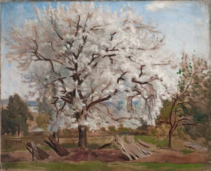 Apfelbaum in Blüte