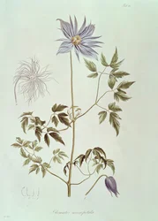 Clematis macropetala, aus "Icones Plantarum Floram Rossicam" 1829