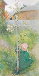 Apfelblüte
