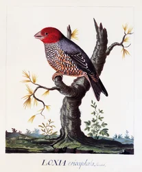 Loxia erythrocephala (Amadina erythrocephala), Rotkopfamadine, Aquarell