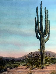 USA, Arizona, Riesenkaktus in der Sonora-Wüste, Bilddatum: ca. 1920