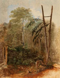 Studie einer Waldlandschaft