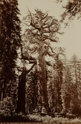 Der Grizzly-Riese, Mariposa Grove, Yosemite, Kalifornien