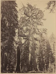 Grizzly-Riese, Mariposa Grove, 1861