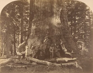 Abschnitt des Grisly Giant, Mariposa Grove, 1861