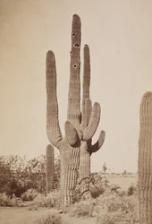 Kaktus
