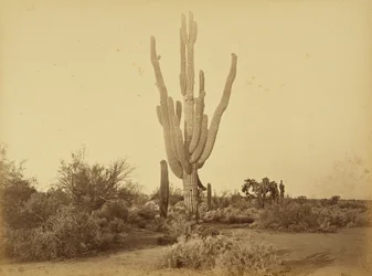 [Cereus giganteus, S.P.R.R., Arizona]