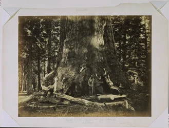 Teil des Stammes des „Grizzly Giant“ mit Clark - Mariposa Grove - 33 Fuß Durchmesser