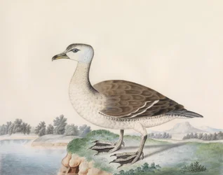 Java-Ente