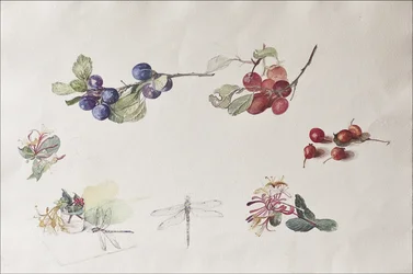 Herbstfrüchte und Blumen