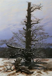 Eichbaum im Schnee