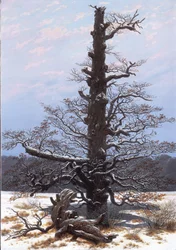 Eichbaum im Schnee