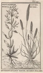Tausendgüldenkraut und Mäuseschwanz. Centaurium Minus. Cauda Muris. Tausendgüldenkraut. Mäuseschwanz (Titel auf dem Objekt)