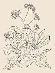 Elegante botanische Zeichnung