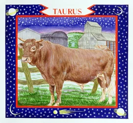 Stier