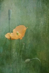 Träumerische Orange Mohnblumen