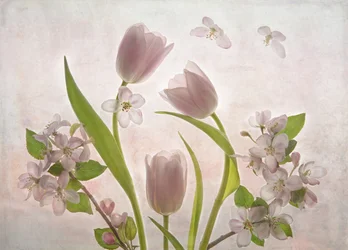 Weiche Rosa Tulpenblüten