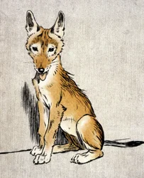 Junger Schakal, ca. 1900 (Gravur)