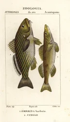 Shi-Trommel, Umbrina cirrosa und Zingel, Zingel zingel