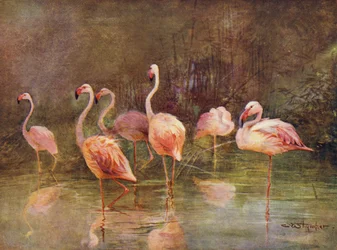Flamingos