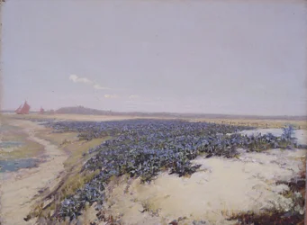 Blumenbedeckte Dünen