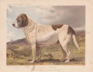 St. Bernhard "Äbtissin"