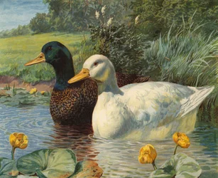 Enten (Chromolithografie)