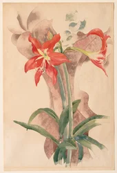 Amaryllis