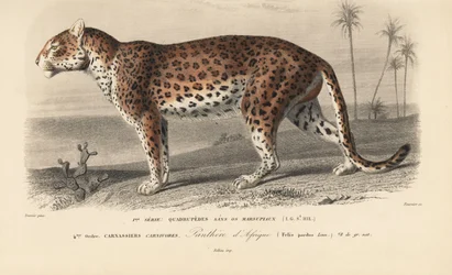 Leopard, aus 