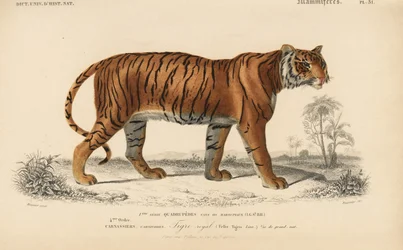 Königlicher Tiger, aus 