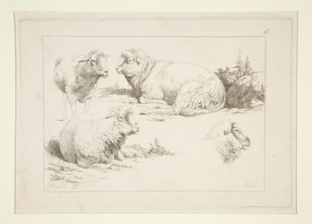 Studie von Schafen