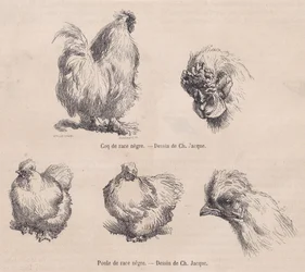 Seidenhahn und Seidenhenne, aus Le Magasin Pittoresque, September 1861